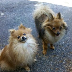 Meet your Posher, Bonnie